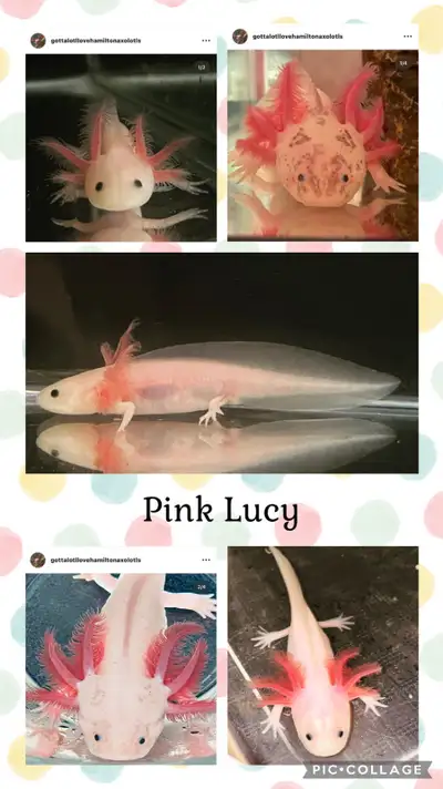 Welcome to the Wonderful World of Axolotls! Axolotls are unique, fascinating, and incredibly rewardi...