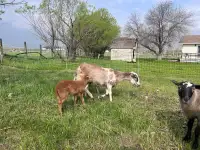 Ewe with twin Ram lambs