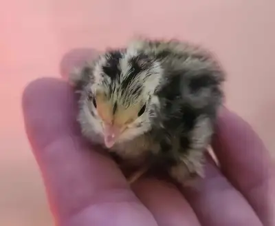 day old jumbo coturnix quail, View more