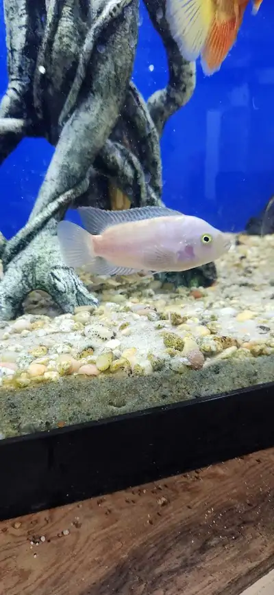 breeding pair of lustistic jack dempsey (golden jd), View more