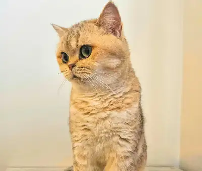 2 year old british short hair Cissy, View more