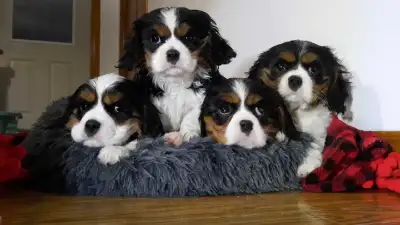 purebred Cavalier King Charles Spaniel puppies  fore sale, View more