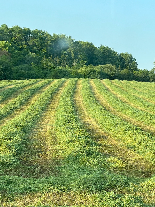 Hay for sale in Equestrian & Livestock Accessories in Belleville - Image 4