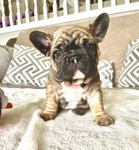 CKC Registered French Bulldog Puppies