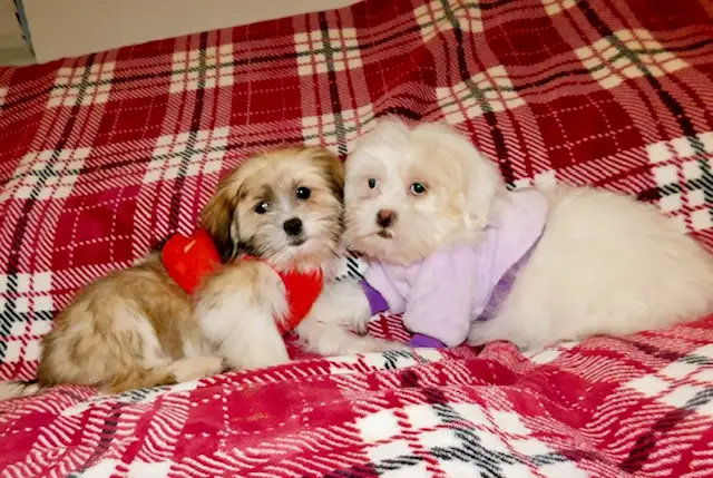 Chiots Malshi  (514-430-1821) in Dogs & Puppies for Rehoming in City of Montréal - Image 10