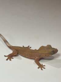Young crested gecko 