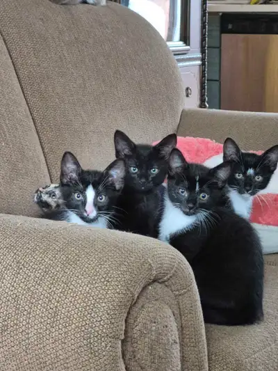 Chatons domestiques croisés Tonkinois nés le 1 avril 2025. Ils sont vermifugés.