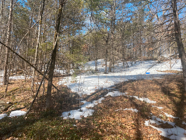 12 acres wilderness property for sale and 8 acre property in Land for Sale in Kingston - Image 4