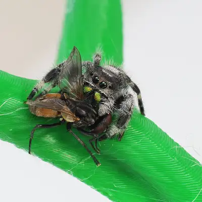Jumping spiders (Phidippus regius), View more
