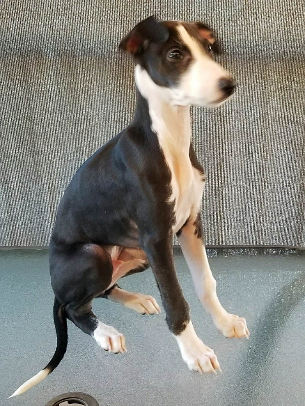 SUPERBES LEVRIER WHIPPETS Chiens et chiots à adopter Ville de Montréal Kijiji