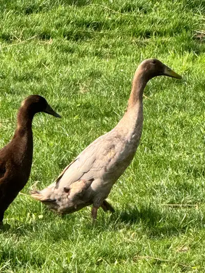  Drake running duck, View more