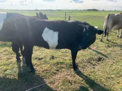2 year old Jersey/Dutch Belted cross heifer for sale, choice of 2. Their mothers are Jersey cows and...