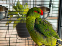 Oiseau Kakariki femelle avec grande cage et cage de transport