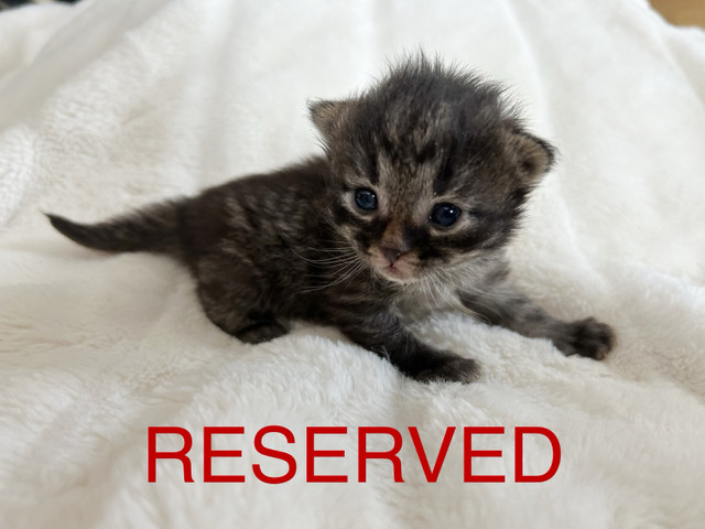 Purebred, Registered Siberian Kittens in Cats & Kittens for Rehoming in Strathcona County - Image 4