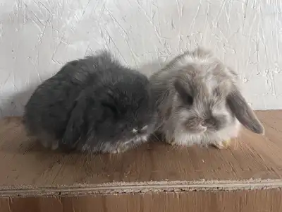 mini lop rabbits, View more