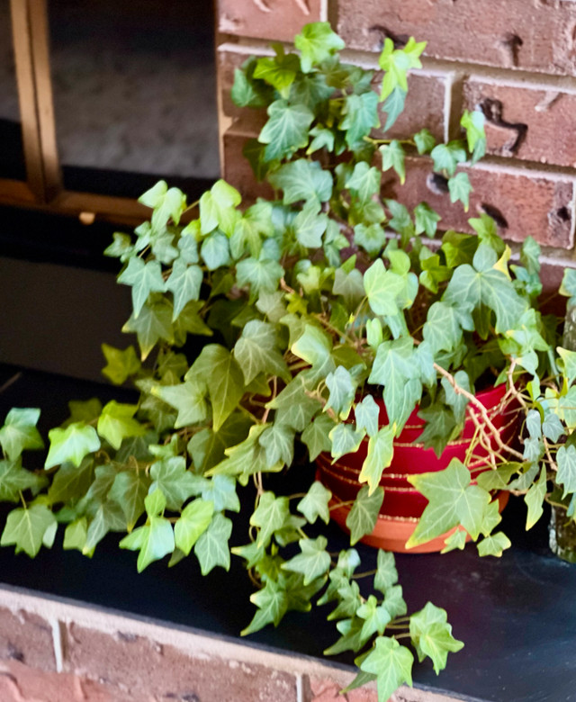 Healthy Madeira Ivy Plant in a lovely pot in Plants, Fertilizer & Soil in Calgary