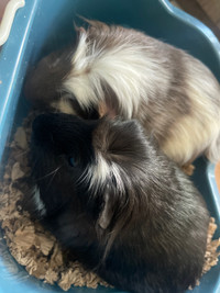 Duo Guinea pig rehome