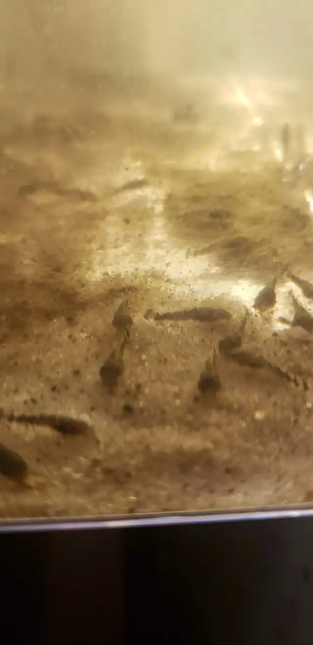 Bristle Nose Plecos in Fish for Rehoming in Kitchener / Waterloo - Image 6