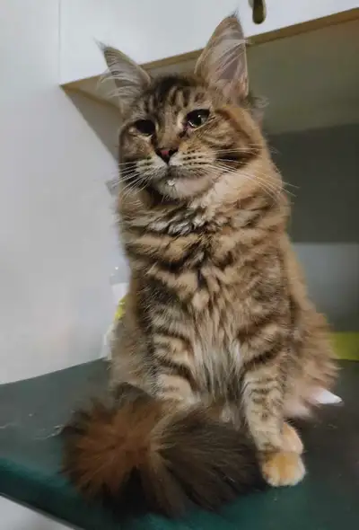 Maine Coon stériliser femelle, View more