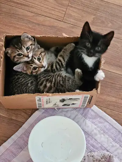 Three kittens available for immediate adoption - separately or together! All three of these adorable...