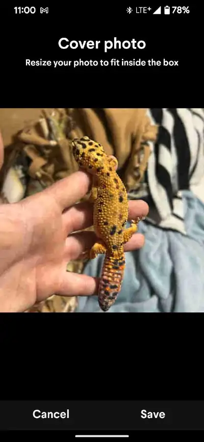 Don't know the gender Dosnt come with tank Roughly 2 years old