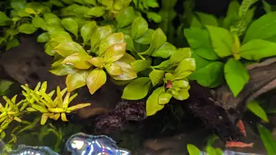 Aquarium Plant - Ludwigia repens, View more