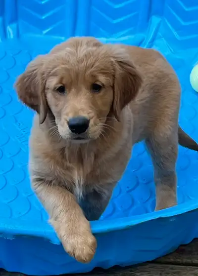 Golden Retriever Puppy, View more