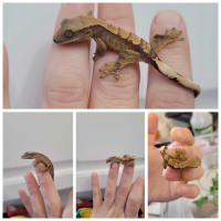 2 baby crested geckos 