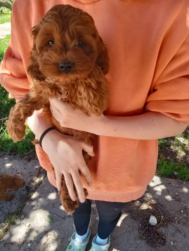 Cockapoo 3 puppies are looking for home in Dogs & Puppies for Rehoming in Oakville / Halton Region - Image 6