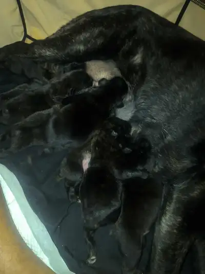 * please DM for more information/ photos Purebred Azores Cattle Dog Puppies – Loyal, Protective, soo...