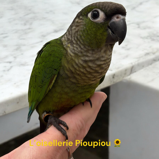 femme conure à joues vertes standards  dans Oiseaux à adopter  à Lanaudière