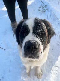 St Bernard in need of loving family 