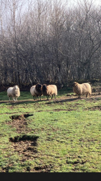 4 shetland mix ewes for sale