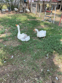 Geese  looking for new home 