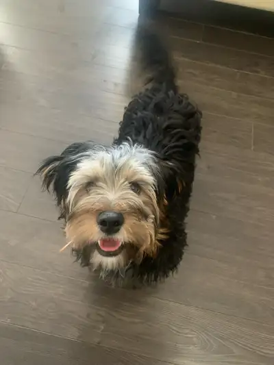 Maltese Shih Tzu mix - Malshi Puppy 7 months, View more