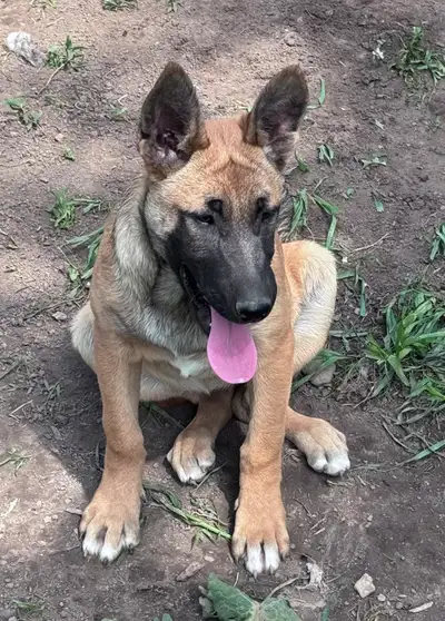 REDUCED PRICE Belgian Malinois  One Female & One Male Left, View more