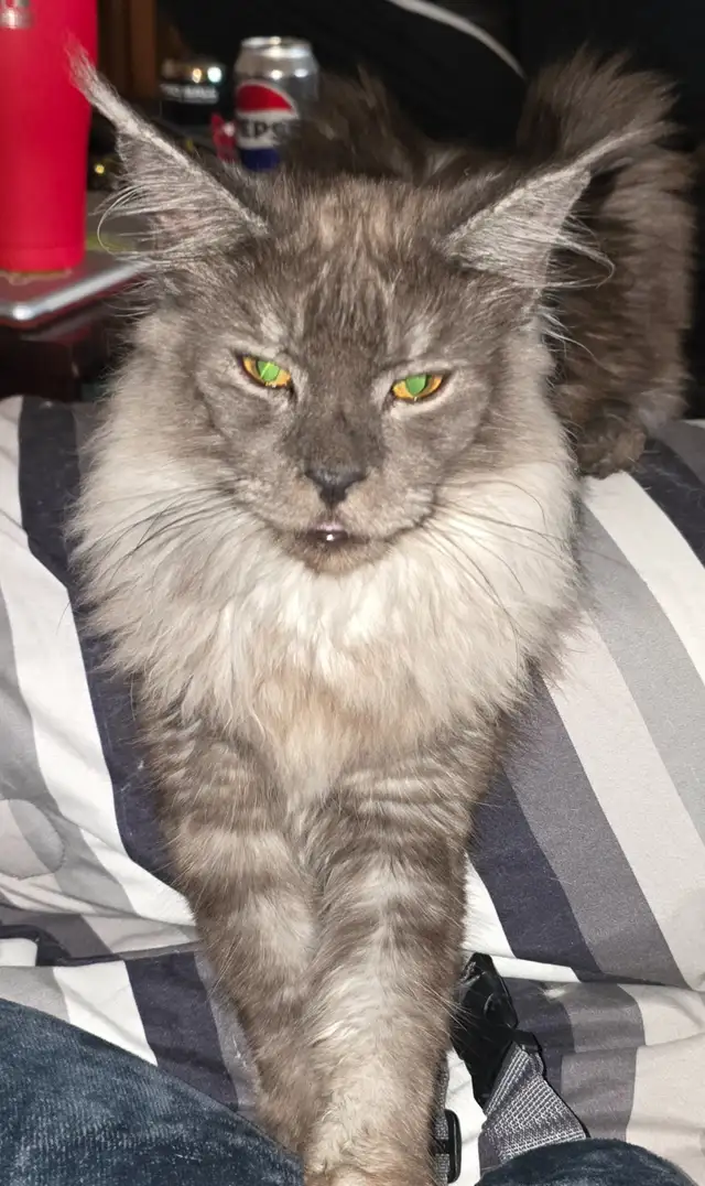 TICA Registered Maine Coon in Cats & Kittens for Rehoming in North Bay - Image 3