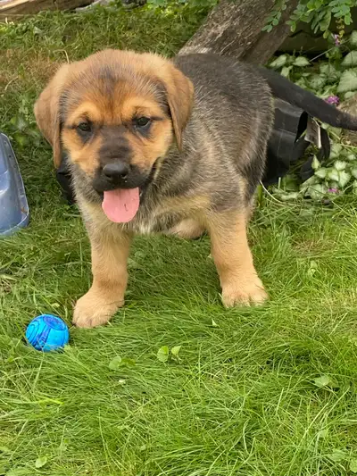 Beautiful Large Breed Puppies!!!, View more