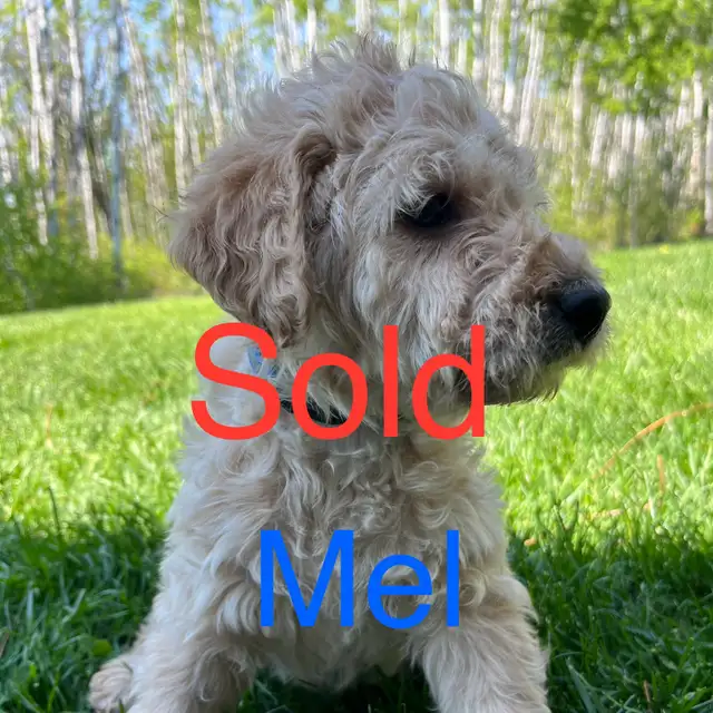 Labradoodle Puppies in Dogs & Puppies for Rehoming in Winnipeg - Image 7