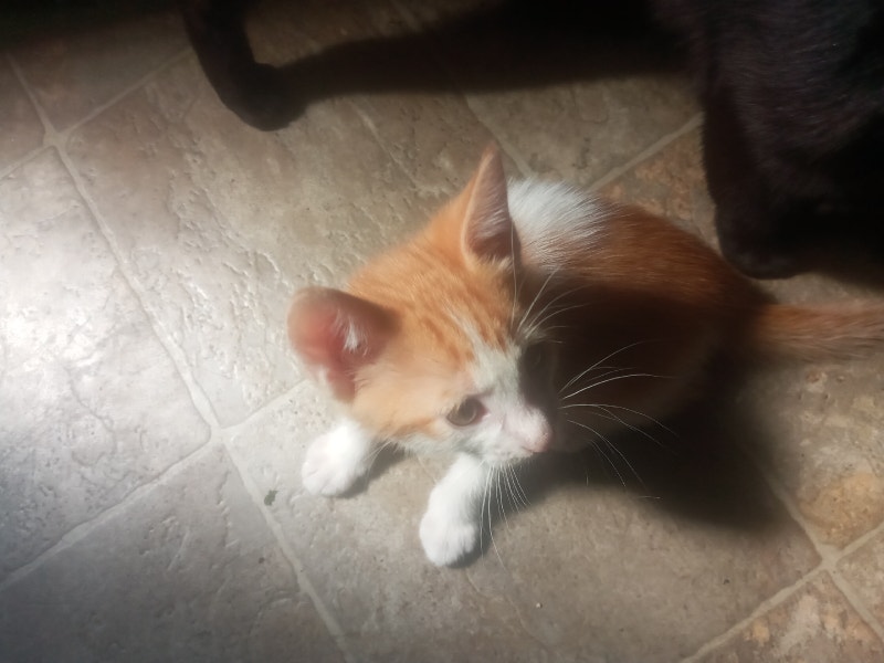 Baby kittens for sale Cats & Kittens for Rehoming Calgary Kijiji
