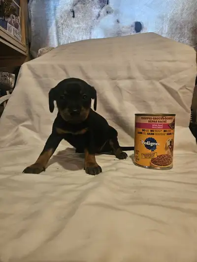 RAT TERRIER PUPS, View more