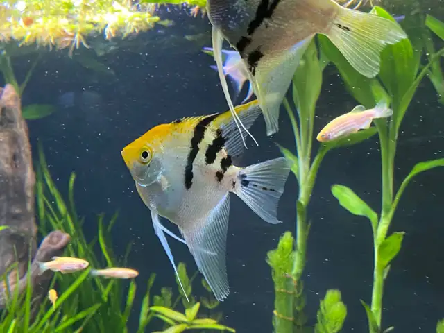 ANGEL FISH ANGELFISH - Pickering  in Fish for Rehoming in City of Toronto - Image 10