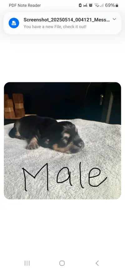 Very rare breed the dandi damont terriers have the mom and dad for breeding 800/pair and 4 pups left...