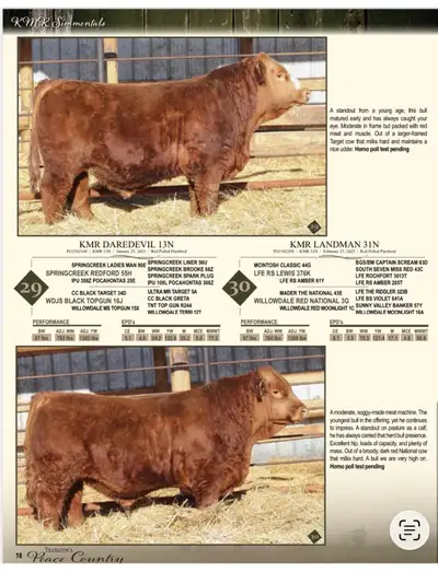 Simmental Bulls, View more