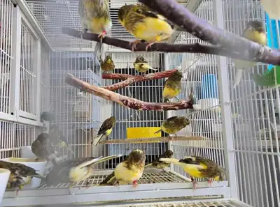 House of top Quality Canaries, View more