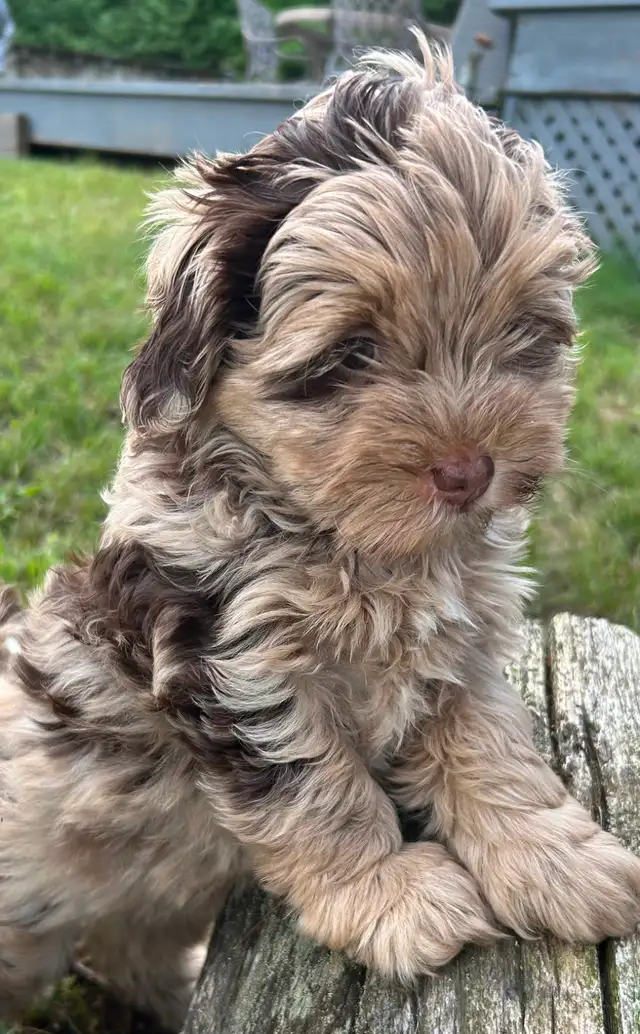 Coton Mix  Pups Rare Merle  - Therapy Dog Potential in Dogs & Puppies for Rehoming in City of Toronto - Image 7