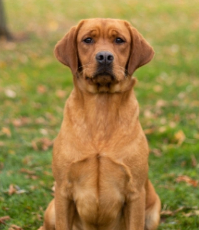 CKC Registered Labrador Retrievers Dogs & Puppies for Rehoming