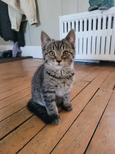 chatons à vendre, View more