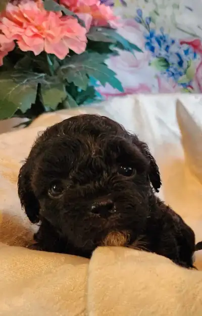 beyond cute Teddy Bear puppies, View more