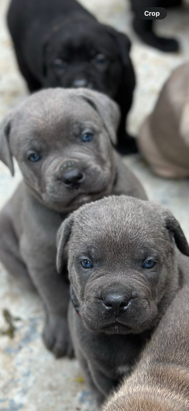 Cane corso  in Dogs & Puppies for Rehoming in Oshawa / Durham Region